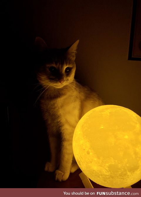 I think my cat is plotting to steal the moon