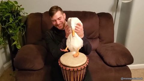 Drummer Duck