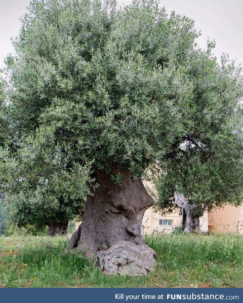 The Great Deku tree