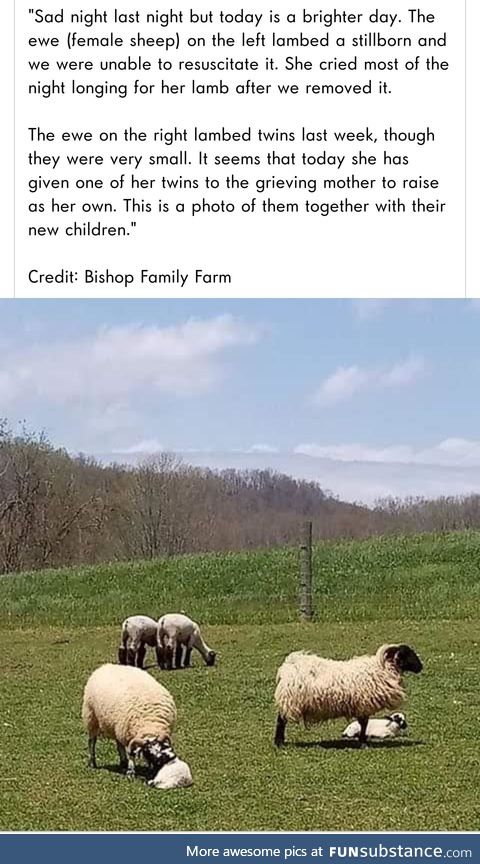 Baa-ram-ewe. Baa-ram-ewe. To your breed, your fleece, your clan be true. Sheep be true