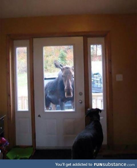 This moose literally followed me home