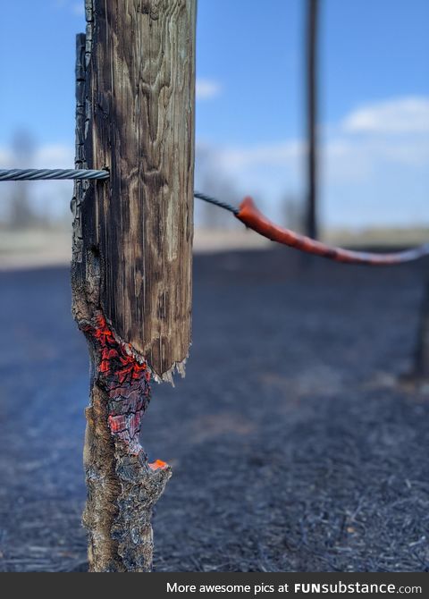 Aftermath of a controlled burn