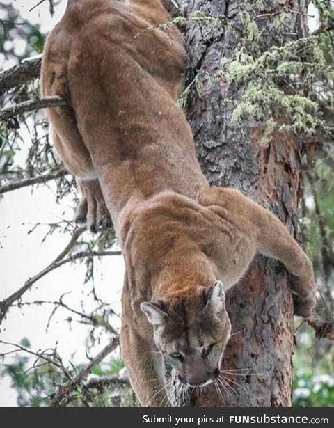 Cougar climbing down a tree