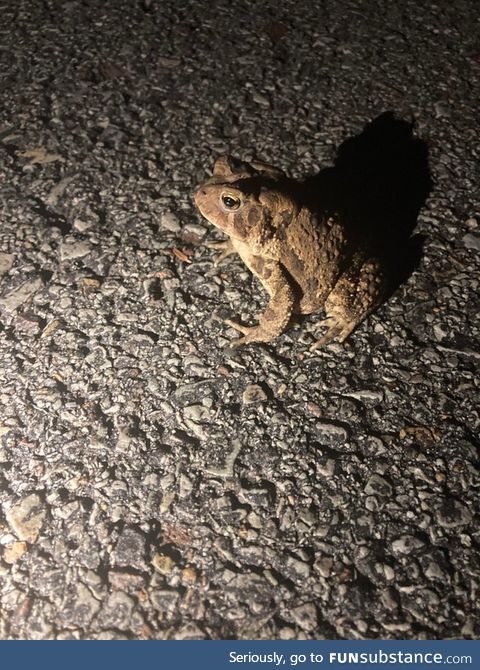 Froggo Fun #274 - Toad on the Road