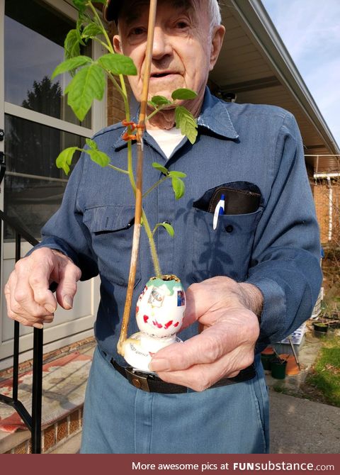My grandpa was very excited to show me that he grew a tomato plant in an eggshell