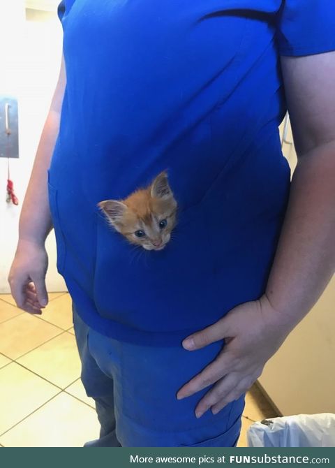 This pocket kitten