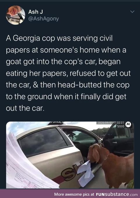 Goat resisting