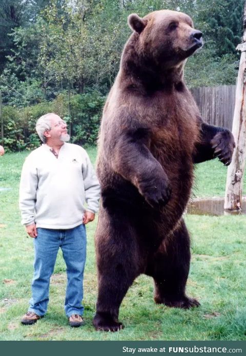 This is a Kodiak bear