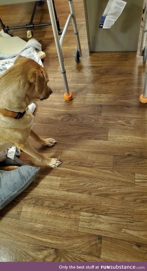 I had to use a couple of my dog's tennis balls for my wife's walker. He's not very happy