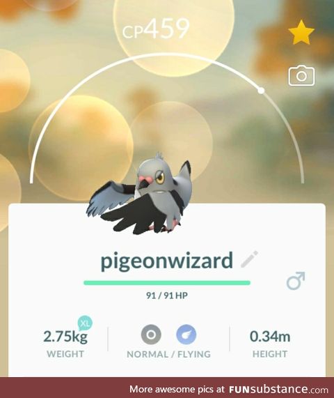 PoGo Project #20 - Pigeon Magic