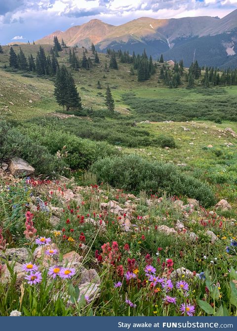 Wildflowers near Berthoud Pass, Colorado. Summer at 12,000 feet is short but sweet