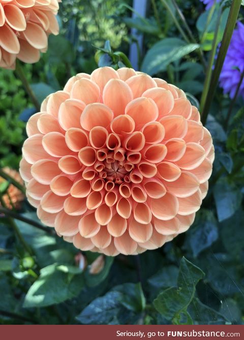 Beautiful dahlia in my Dad’s garden. The symmetry is so satisfying 