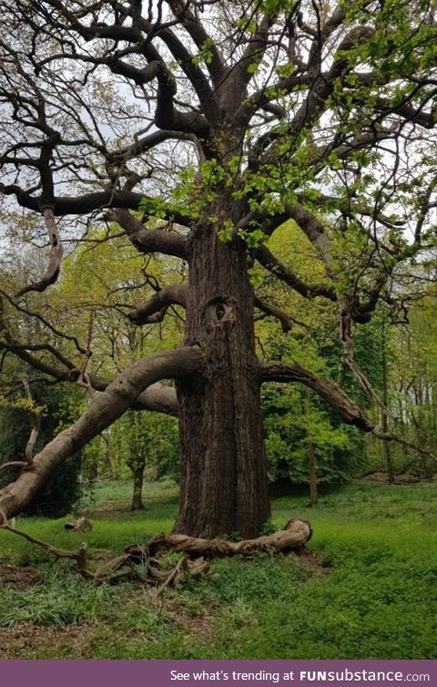 While walking through my local wood I swear I was being watched