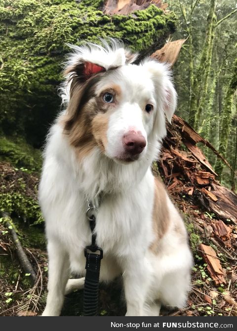 Hiking with my mini Australian Shepherd in Portland, Oregon????