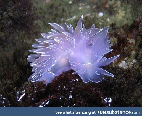 This otherworldly sea slug