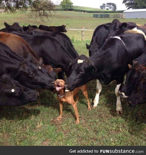 Doggo loves moo moo kisses