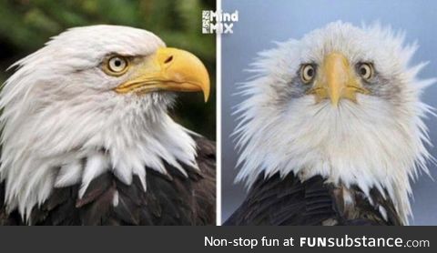 That’s why they take only side photos of Eagles