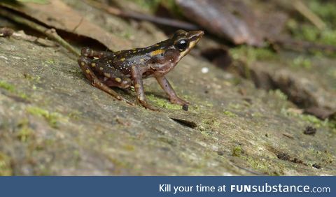 Froggo Fren #121/Spooktober 2020/World Animal Day - Longnose Stubfoot Toad