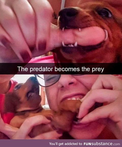 The predator becomes the prey