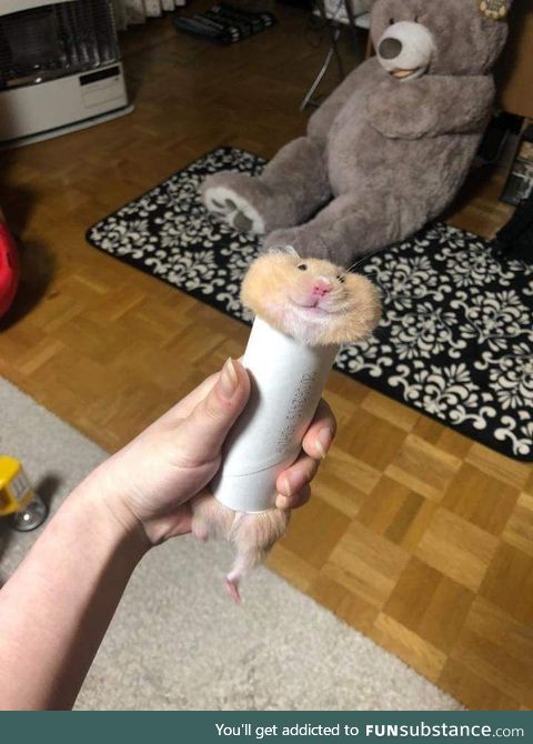 Hamster stuck inside a paper roll