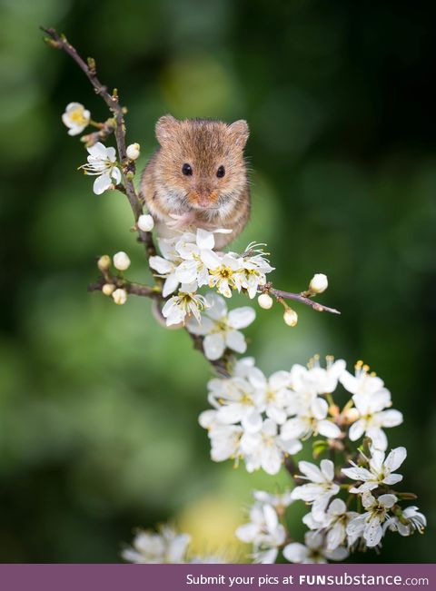 Mouse and flowers