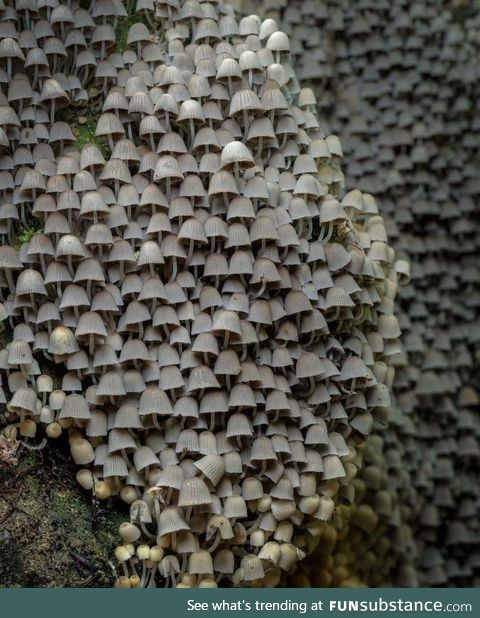 A colony of fairy inkcaps