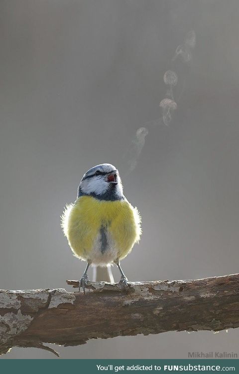 Blue Tit Bird singing in the cold air