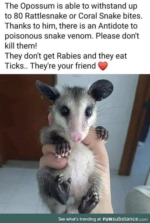 Opossums are friends, not food