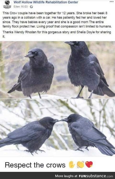 Big crow Respect