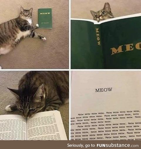 Meow meow meow meow?