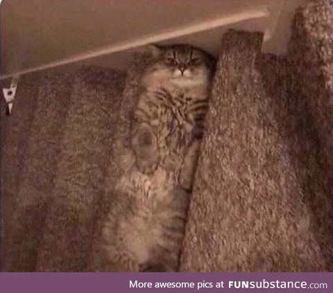 God damn cat blending in with the stairs!
