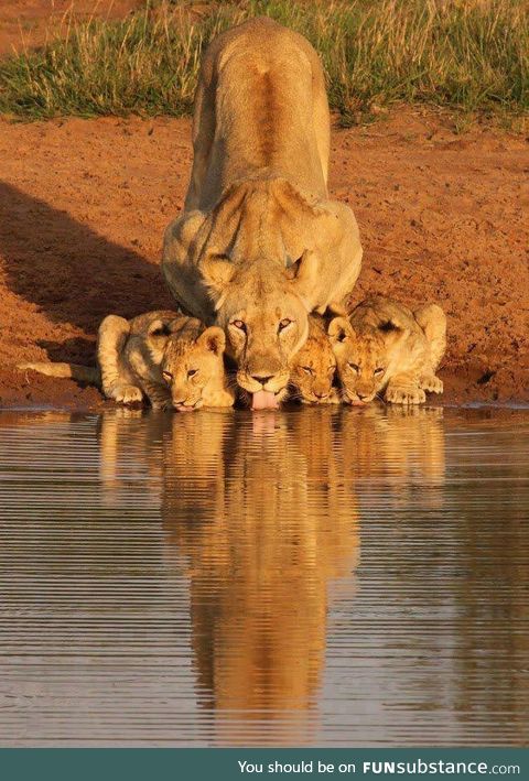 A lion and her cubs at the watering hole