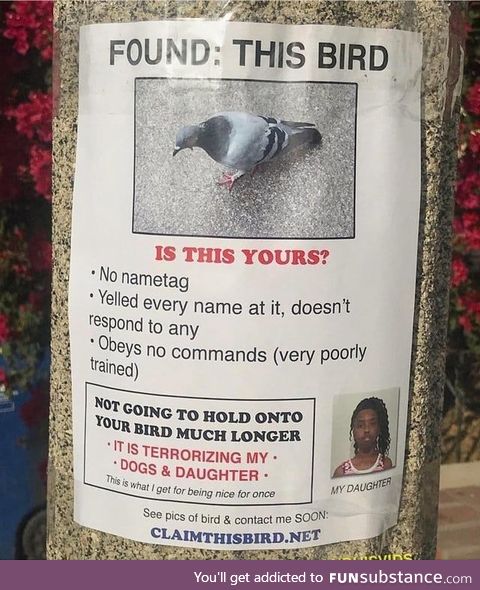 Anyone know if pigeon wizard is still around?