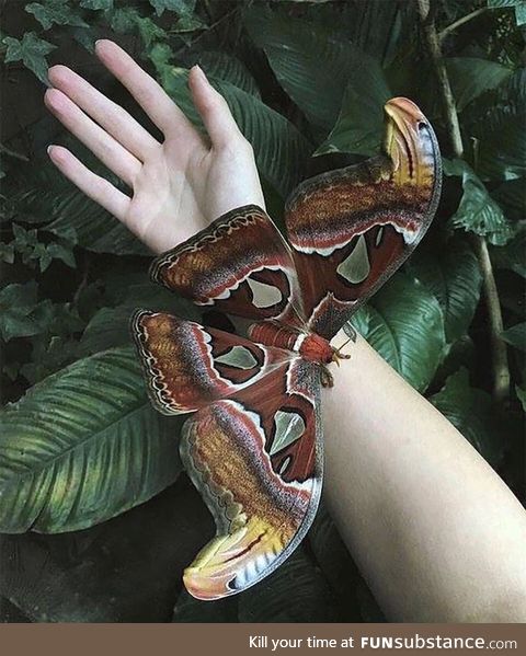 An Atlas moth, one of the biggest insects in the world