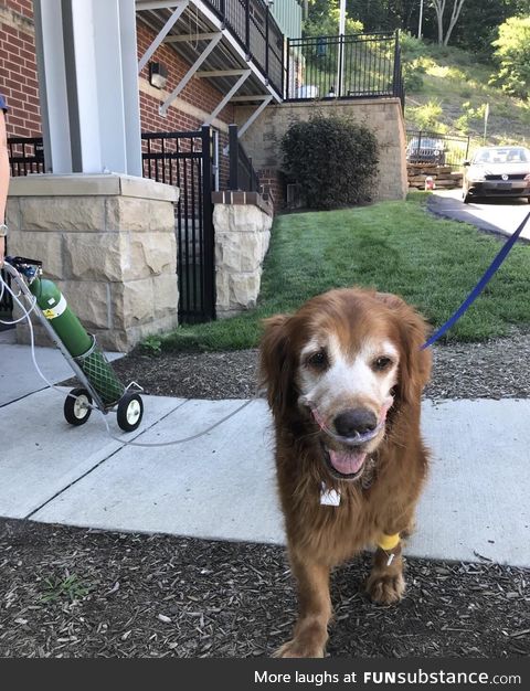 His name is Argos and he doesn’t let heart disease stop him from living his best life!