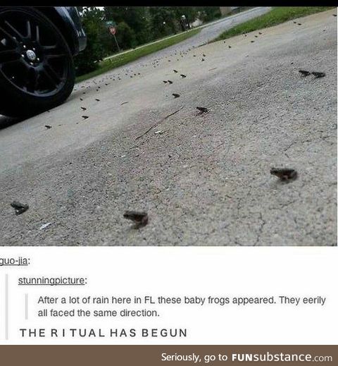 The ritual has begun. I blame Happy_Frog