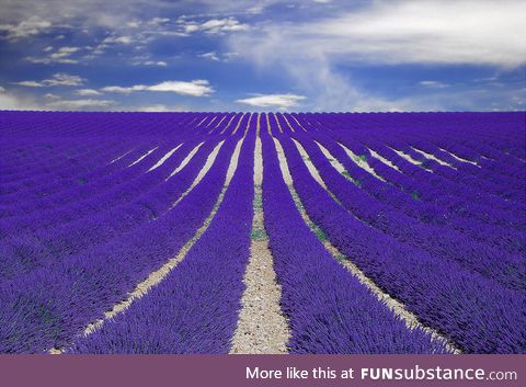 Fields of lavender in France