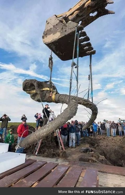 A team from University of Michigan recovers a Woolly Mammoth skull in a farmers field in