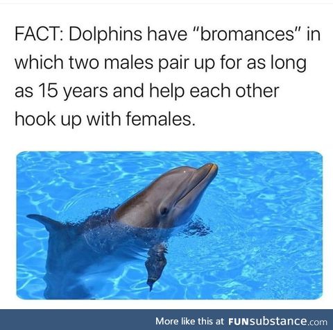 Need a Dolphin Bro