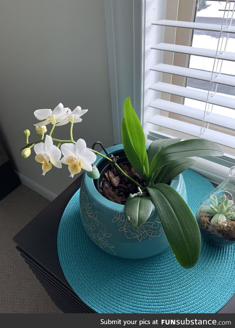 Girlfriend sucks at getting orchids to bloom, she always kills them. This is her first