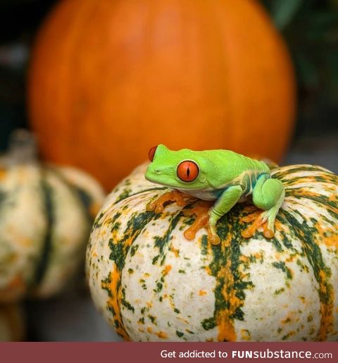 Froggo Fun #301/Spooktober 2020 - Time to Carve Some Frog-o'-Lanterns