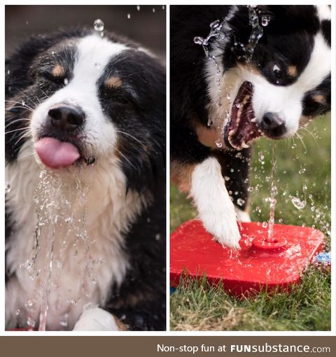 A dogs relationship with water is complicated