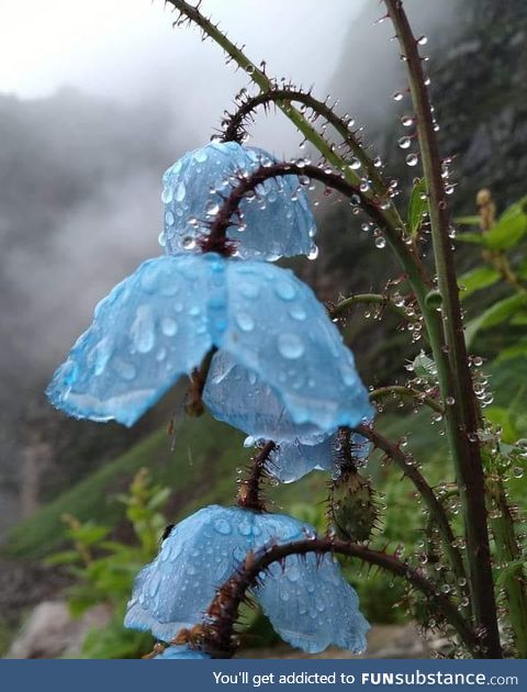 Blue Poppy flower after rain