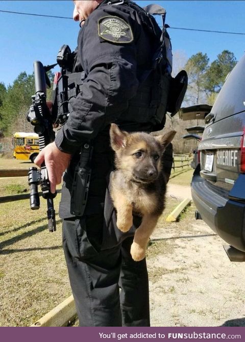 Doggo ready for duty