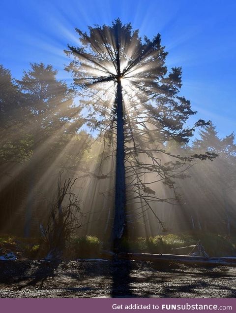 The way the sunlight crosses the tree