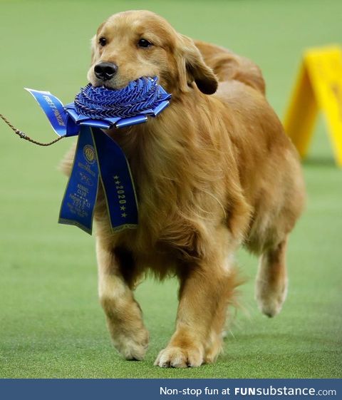 Daniel Was the Real Winner at the Westminster Dog Show!