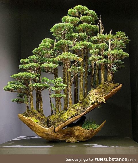 Hinoki bonsai forest
