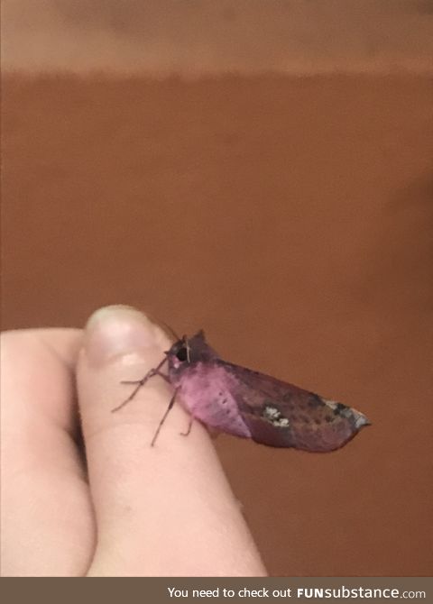 I see your pretty moth and I raise you my pretty moth