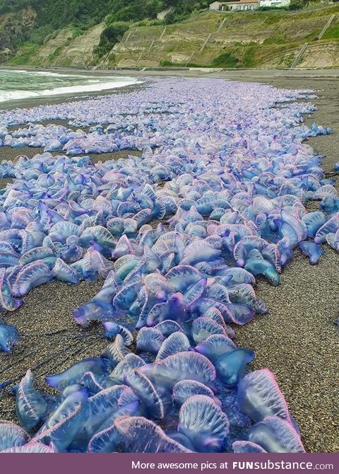 Yesterday: Invasion of thousands of Portuguese man o'war in Azores, Portugal
