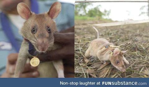 This Cambodian rat was awarded a gold medal for sniffing out ~39 land mines